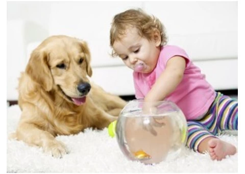 Carpet Cleaners Bunbury | 0488 950 833