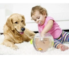 Carpet Cleaners Bunbury | 0488 950 833