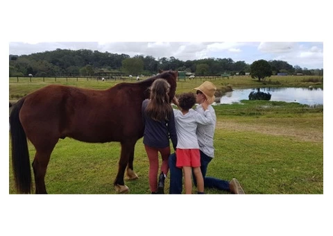 Equine Assisted Learning Near Me