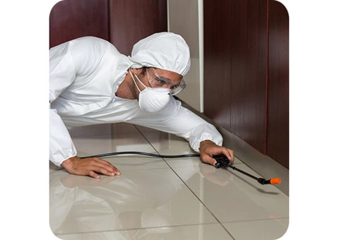 Are Ants Troubling You? Will You Want To Get Rid Of Ant?