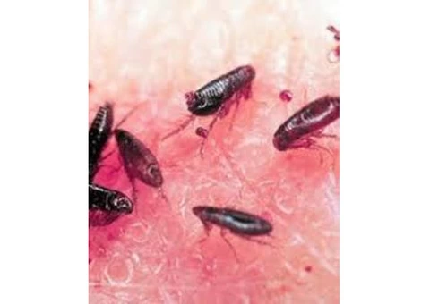 Do You Want To Hire The Professionals For Eradicating The Ticks?
