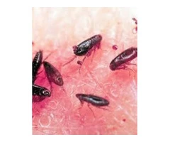 Do You Want To Hire The Professionals For Eradicating The Ticks?