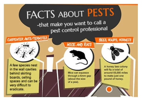 Ant Pest Control perth