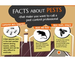 Ant Pest Control perth