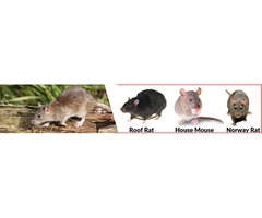 Rat Removal Ascot Services