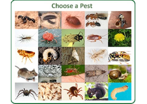 Professional Pest Control Adelaide - 2/3