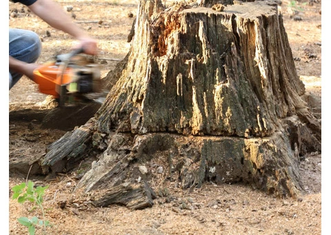 Affordable Tree Stump and Root Removal Service in Moorabbin - Stump Removal Malvern