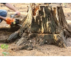 Affordable Tree Stump and Root Removal Service in Moorabbin - Stump Removal Malvern