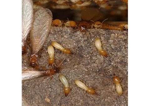 Termite Inspection Redland - 2/4