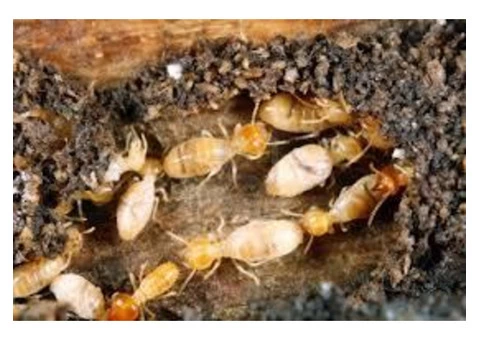 Termite Inspection Redland - 3/4