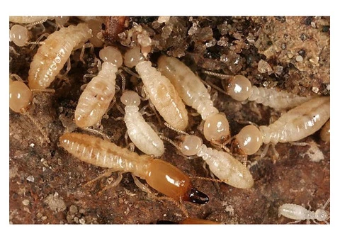 Termite Inspection Redland - 4/4
