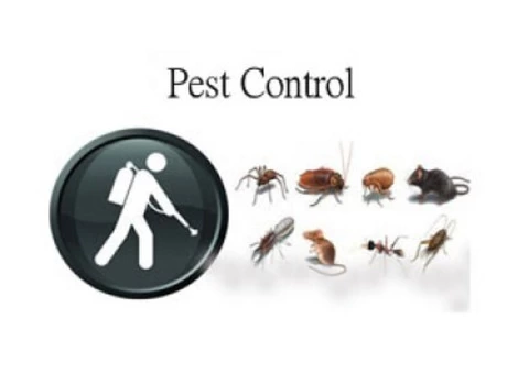 Pest Control Ipswich