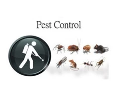 Pest Control Ipswich