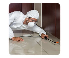 Wasp Removal Brisbane – Wasps Preventive Suggestions