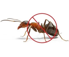 Best Pest Control Adelaide