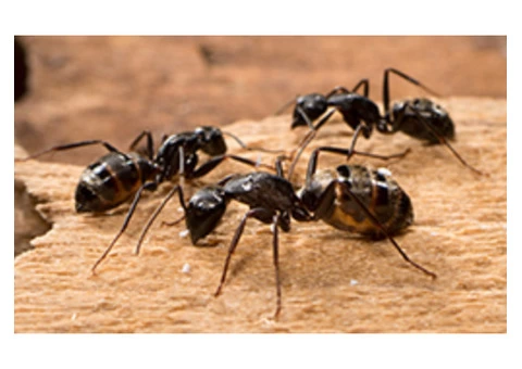 Best Pest Control Adelaide - 4/8