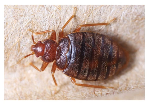 Best Pest Control Adelaide - 6/8