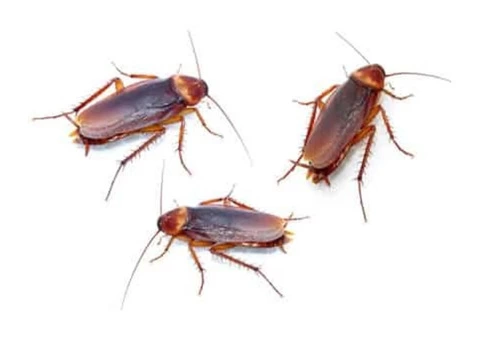 Best Pest Control Adelaide - 8/8