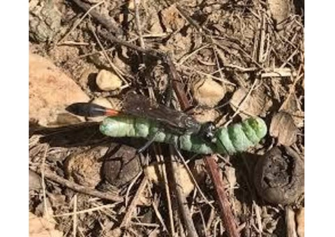 Fast Pest Control Perth - 3/4