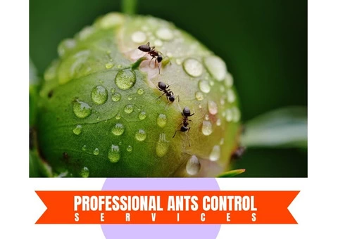 Ant Control Brisbane