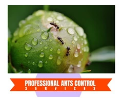 Ant Control Brisbane