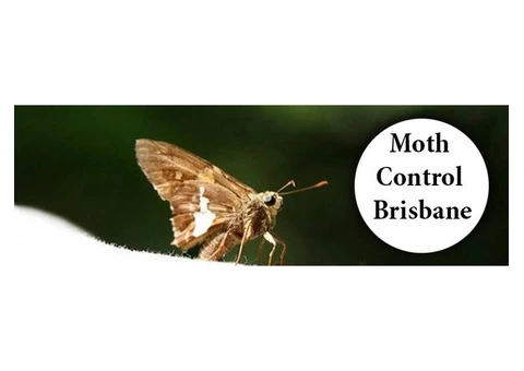 Moth Control Brisbane