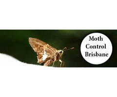 Moth Control Brisbane