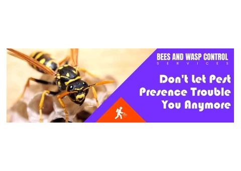 Bees and Wasp Control Brisbane
