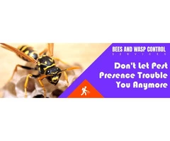 Bees and Wasp Control Brisbane