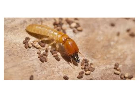 Impressive Pest Control Perth - 4/8