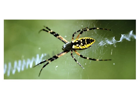 Spider Control Brisbane