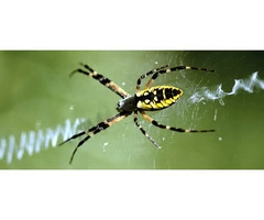 Spider Control Brisbane