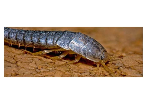 Brisbane Silverfish Control