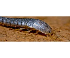 Brisbane Silverfish Control