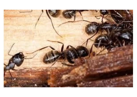 Impressive Pest Control Perth - 8/8