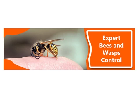 Brisbane Bees And Wasps Control