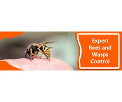 Brisbane Bees And Wasps Control