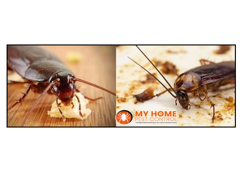 Cockroach Control Brisbane