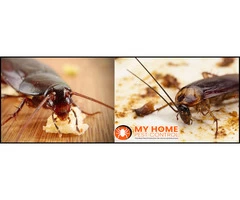 Cockroach Control Brisbane