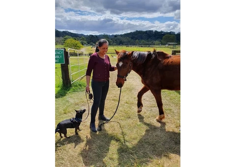 Get Equine Therapy In Australia