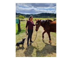 Get Equine Therapy In Australia