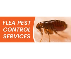 Flea Control Brisbane