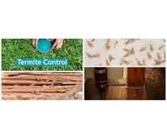 termite control services Melbourne