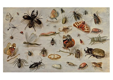 Local Pest Control Perth - 2/4