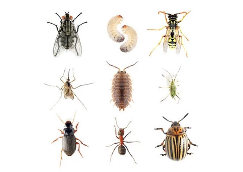 Local Pest Control Perth - 3/4