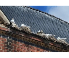 Eco-friendly and Safe Seagull Pest Control in Melbourne
