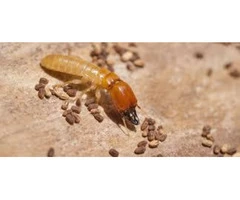 Professional Pest Control Melbourne