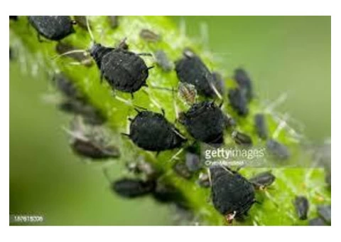 Professional Pest Control Melbourne - 4/4