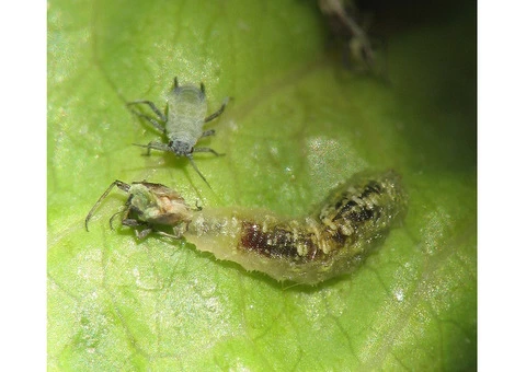 Local Pest Control Hobart - 1/4