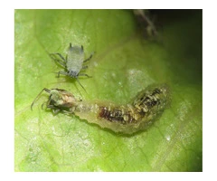 Local Pest Control Hobart